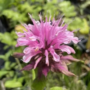 monarda-beauty-of-cobham