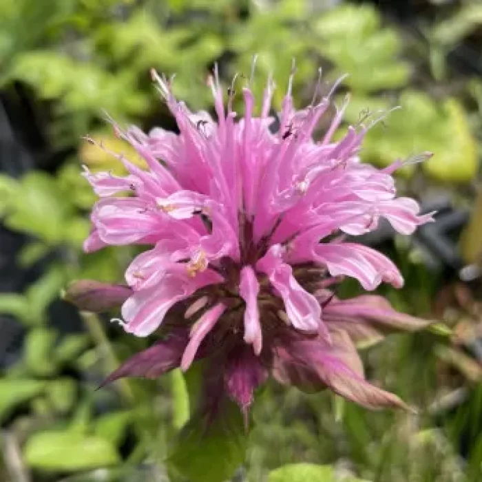 monarda-beauty-of-cobham