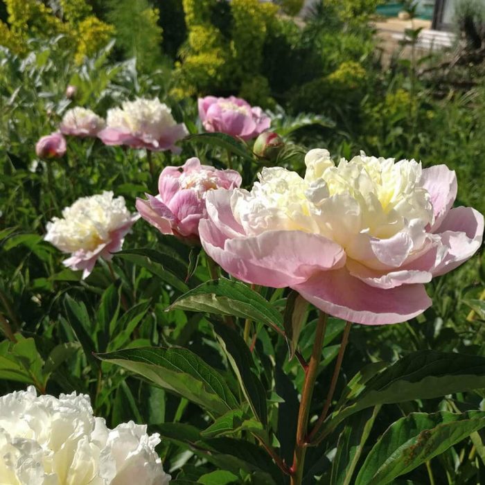 pivoine-fraiche