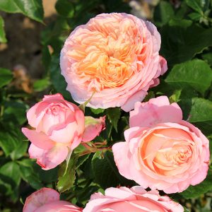 rosier_domaine_de_chantilly_3_m