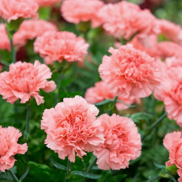 shutterstock_574069549