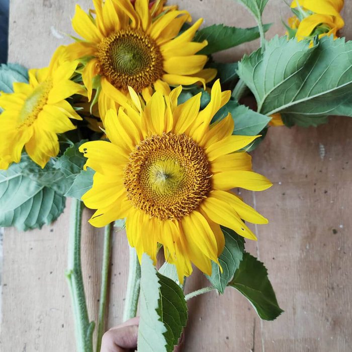 tournesol (2)